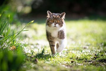 Essential Tips To Keep Cats Safe Outdoors