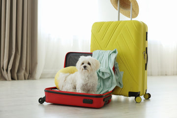 Best Ways To Travel With Pets Safely