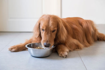 How To Improve Your Dog’s Eating Habits