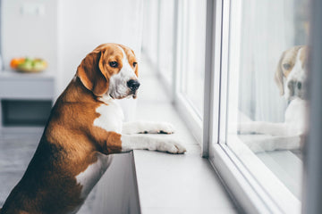 How To Calm An Anxious Dog At Night