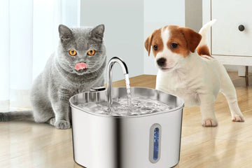 Pet-Friendly Home Upgrades Every Owner Needs